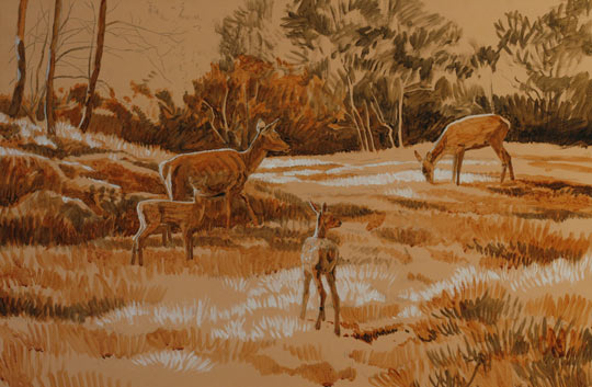 Red deer hinds and calves picture
